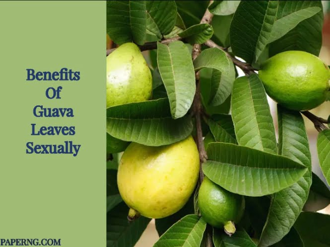 Benefits Of Guava Leaves sexually