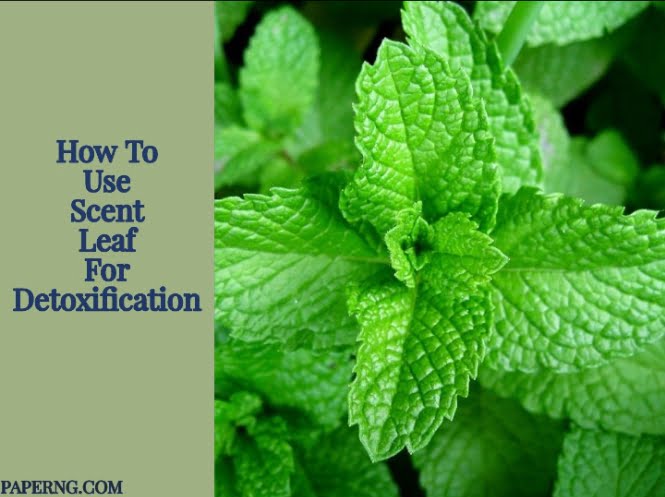 Scent Leaf for detoxification
