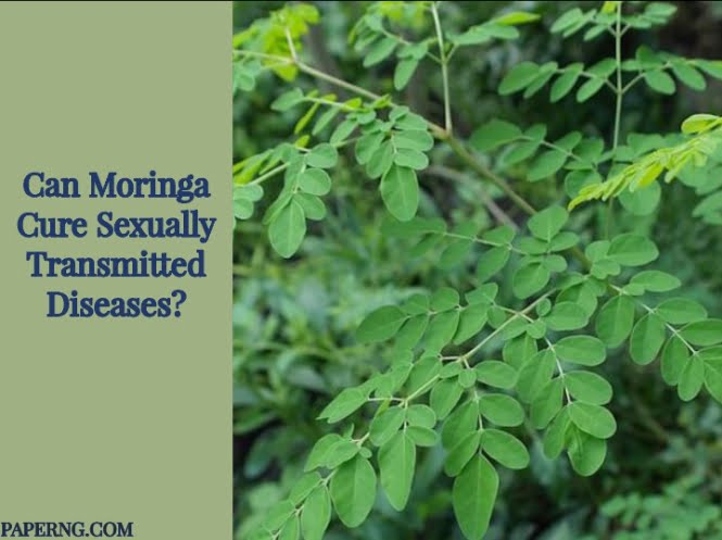 Can Moringa Cure Sexually Transmitted Diseases?