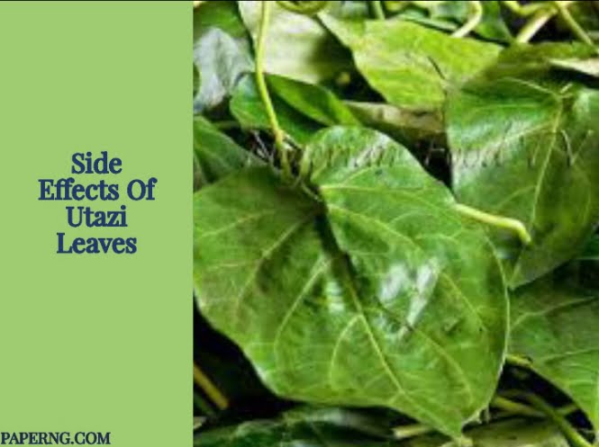 Side Effects Of Utazi Leaves